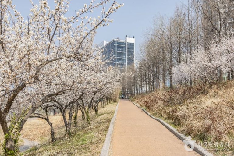 [서울] 하동매실거리