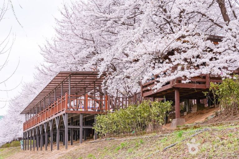[서울] 안양천제방벚꽃길