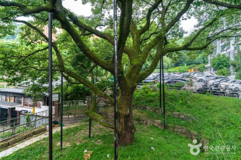 [서울] 서울 신림동 굴참나무