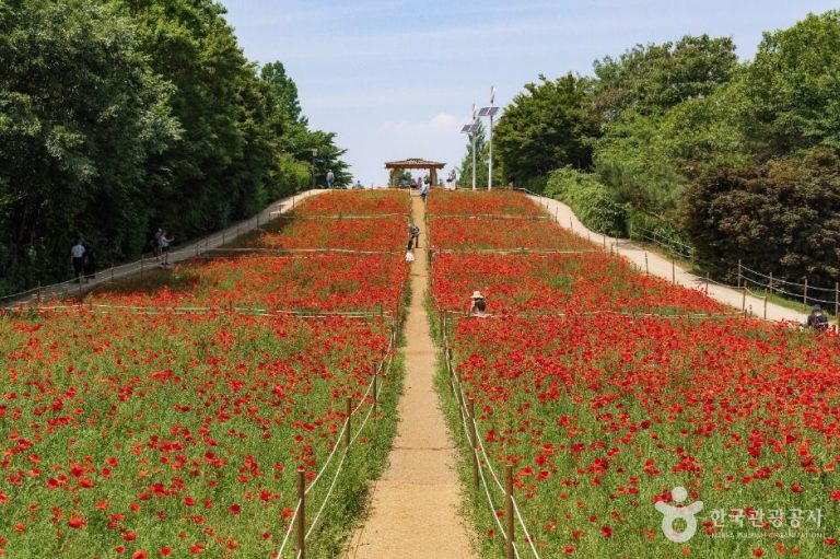 [서울] 올림픽공원 들꽃마루