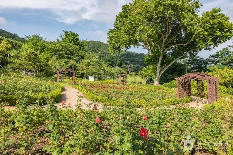 [인천] 장미공원