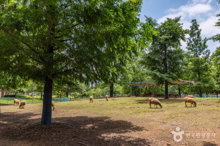 [인천] 늘솔길공원양떼목장