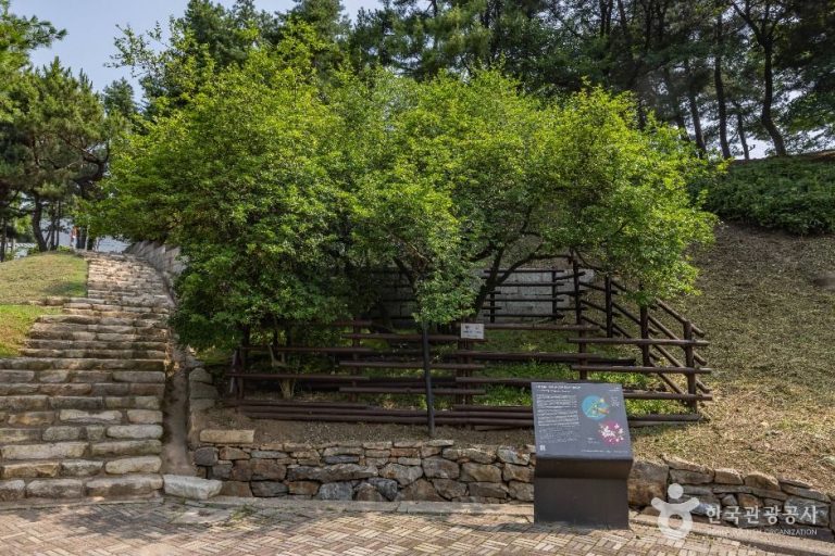 [인천] 강화 갑곶리 탱자나무