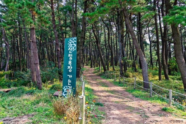[인천] 승봉산림욕장