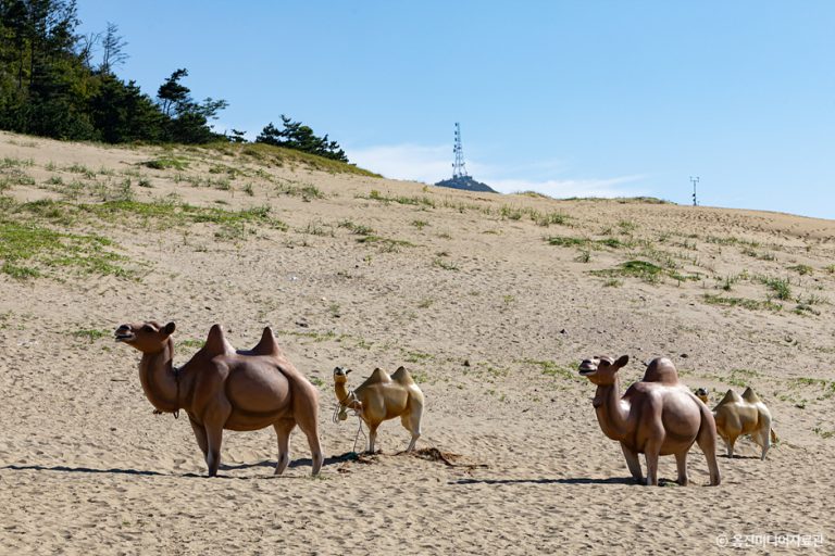 [인천] 대청도 옥죽동 해안사구