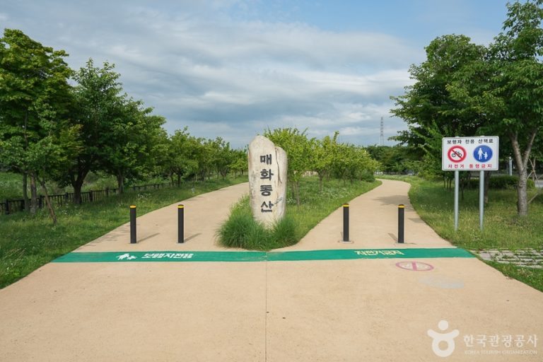 [인천] 경인아라뱃길 매화동산