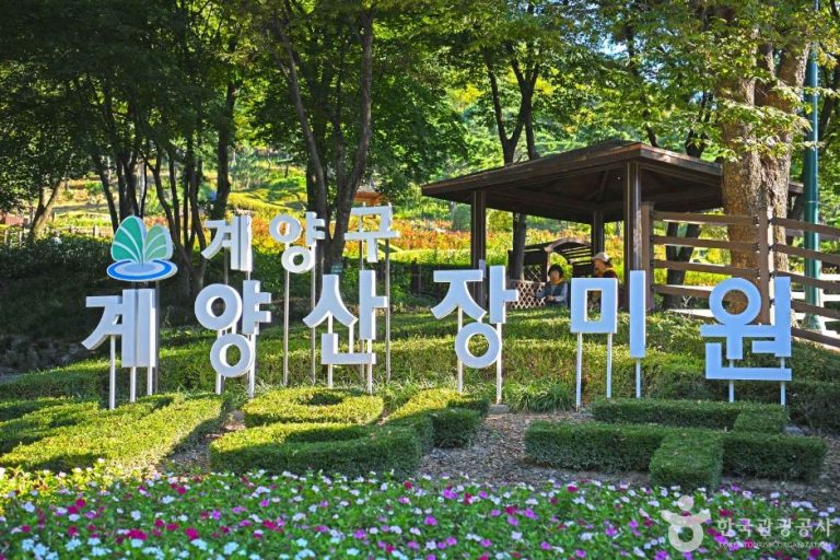 [인천] 계양산장미원