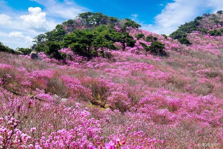 [대구] 비슬산군립공원