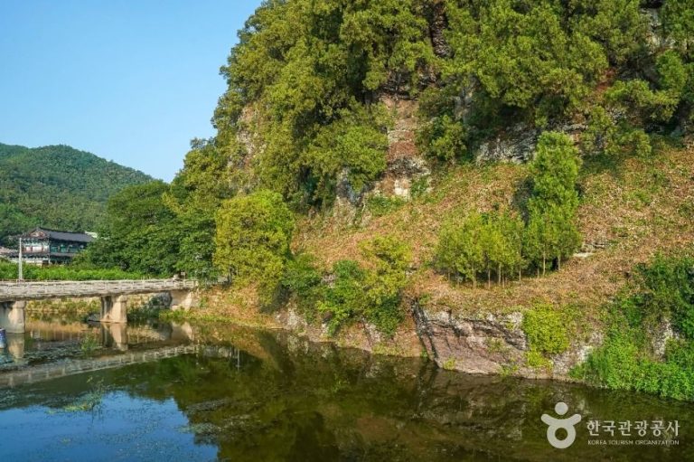 [대구] 대구 도동 측백나무 숲