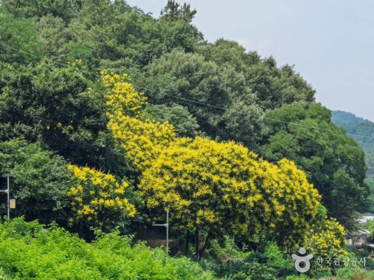 [대구] 내곡 모감주나무군락