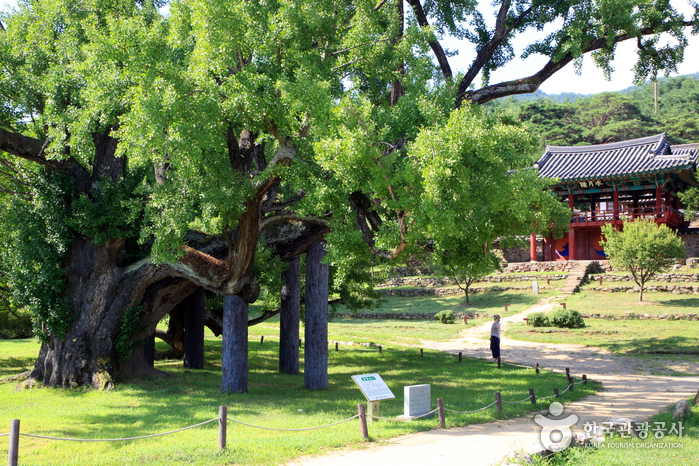 [대구] 도동서원 [유네스코 세계유산]
