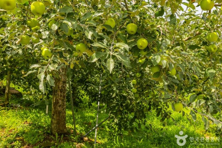 [대구] 평광동 사과마을