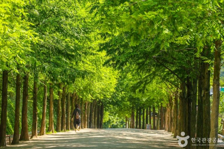 [대구] 고산골 메타쉐콰이어길