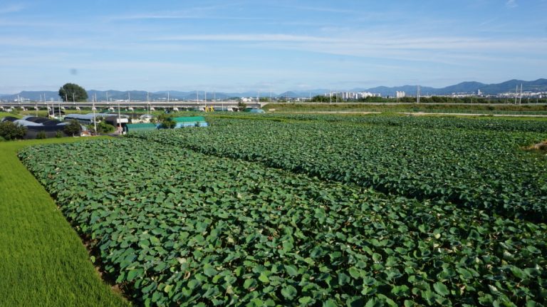 [대구] 점새늪연꽃생태공원
