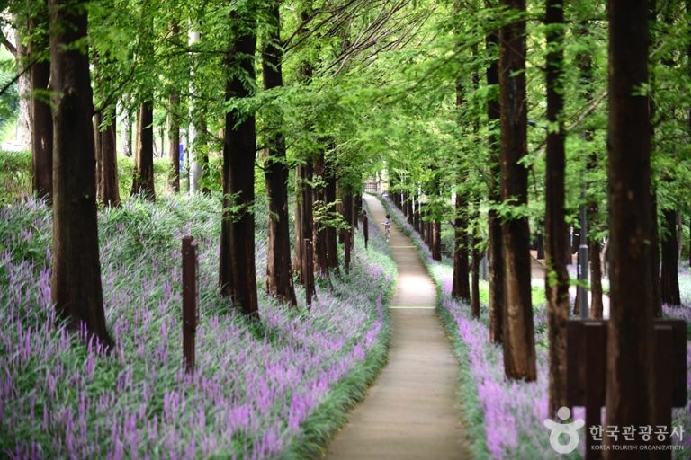 [광주] 맥문동숲길