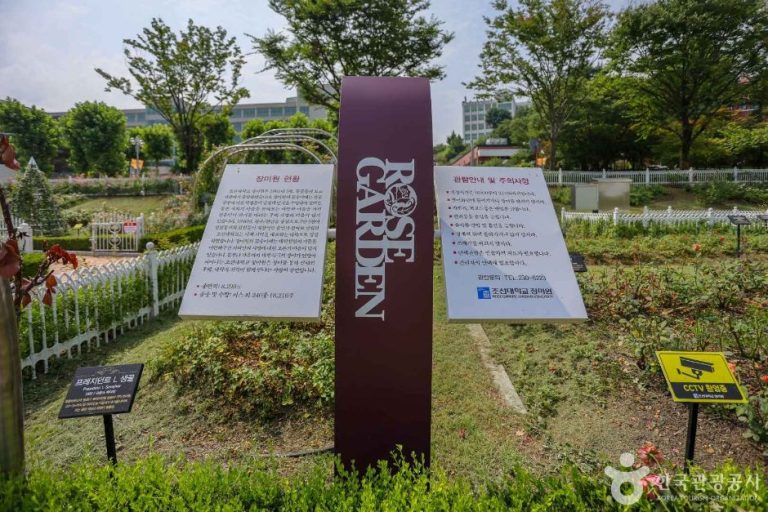 [광주] 조선대학교 장미원