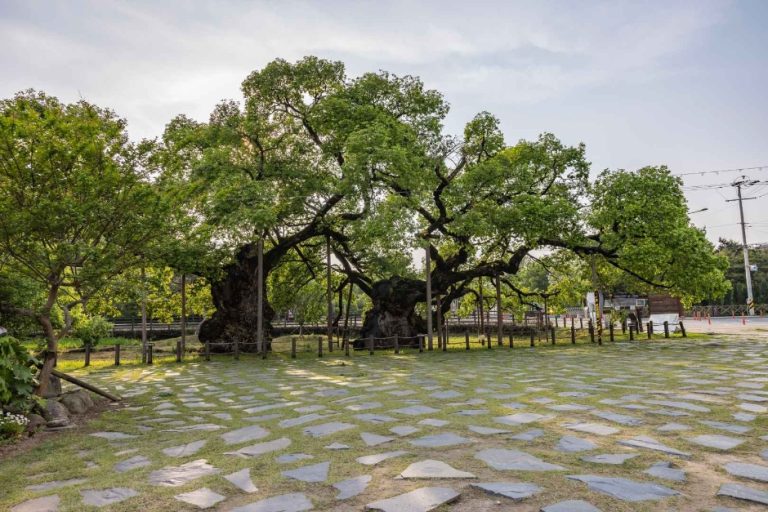 [광주] 광주 충효동 왕버들 군