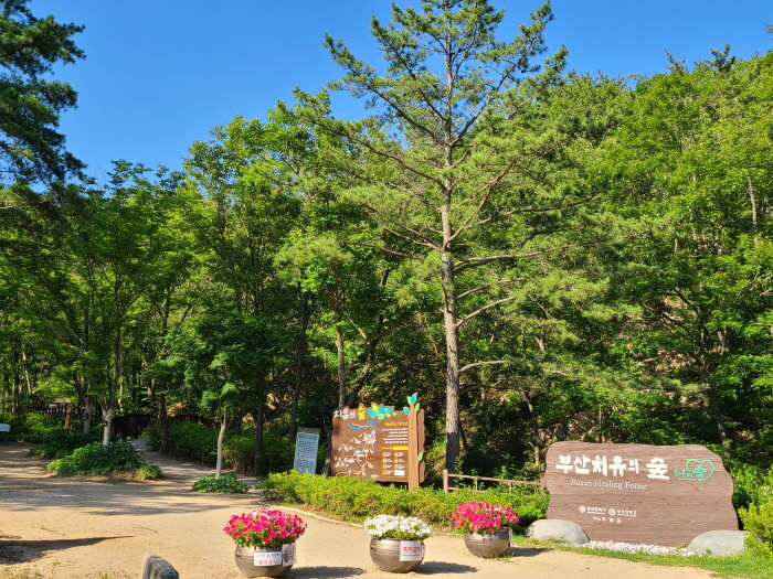 [부산] 부산 치유의 숲