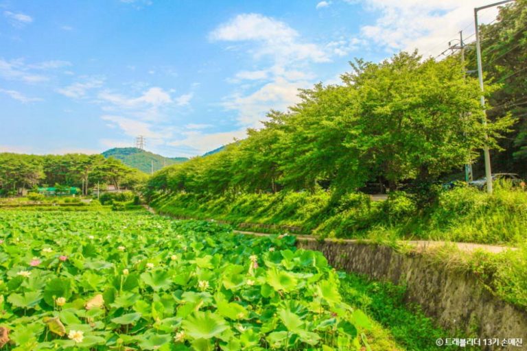 [부산] 곰내연밭