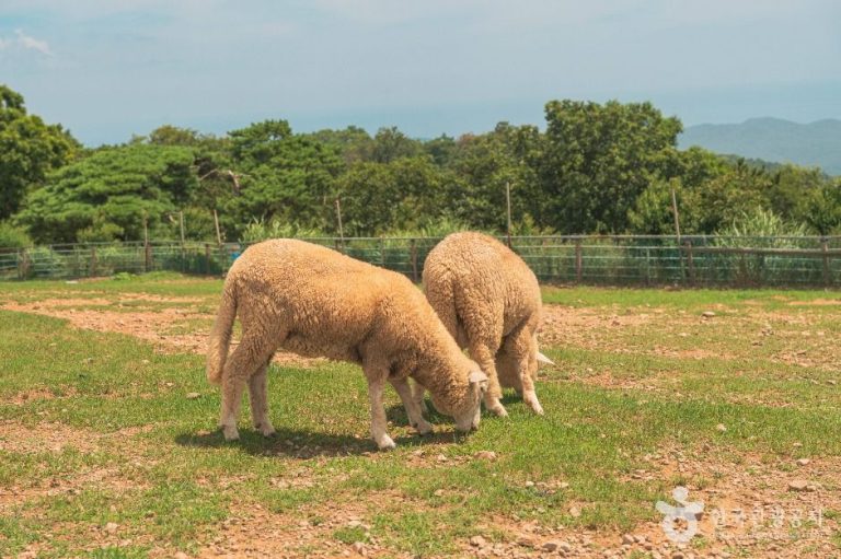 [울산] 울산양떼목장