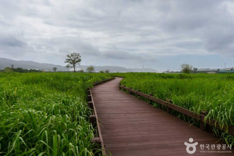 [울산] 태화강억새군락지