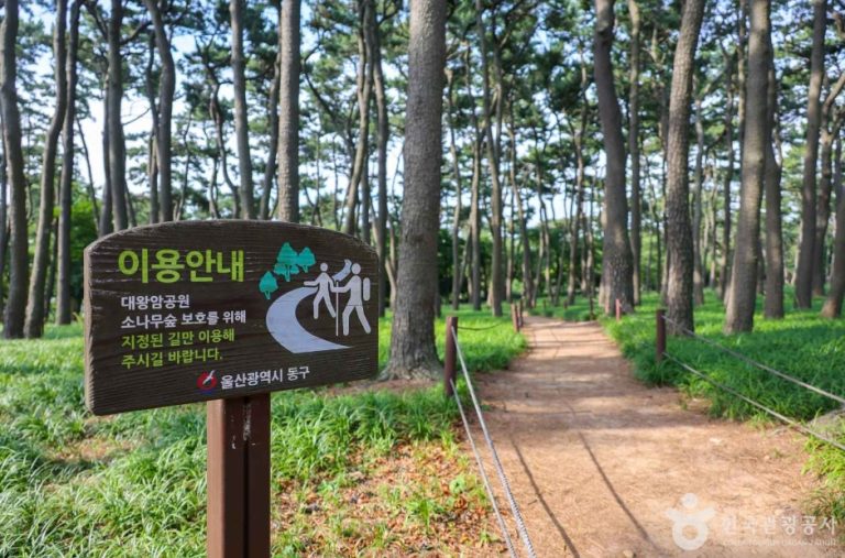 [울산] 대왕암 송림