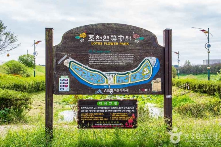 [세종] 조천연꽃공원