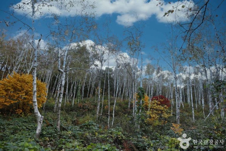 [경기] 서후리숲