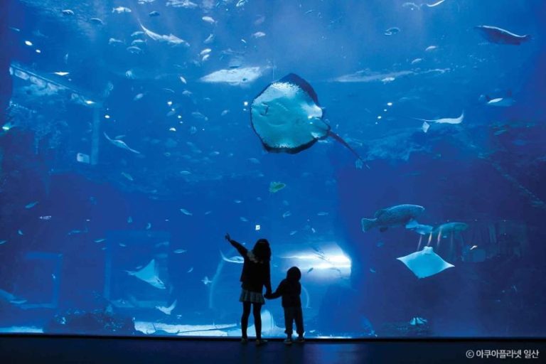 [경기] 아쿠아플라넷 일산