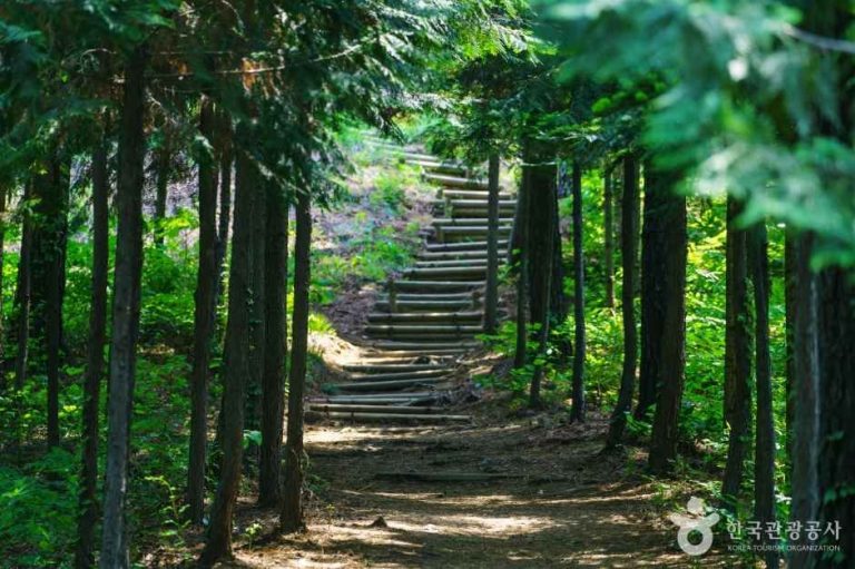 [경기] 용인자연휴양림