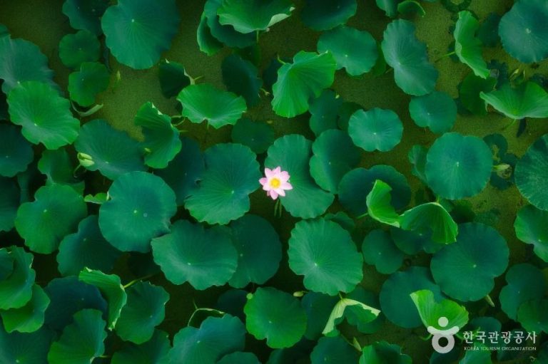 [경기] 연꽃테마파크