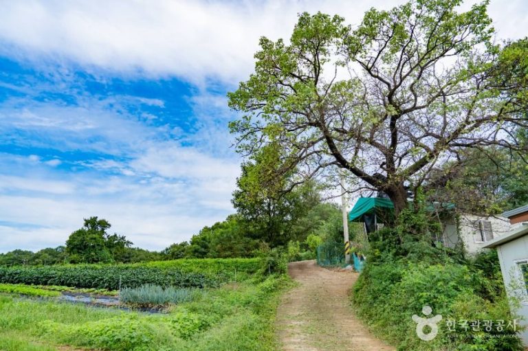 [경기] 화성가시리마을