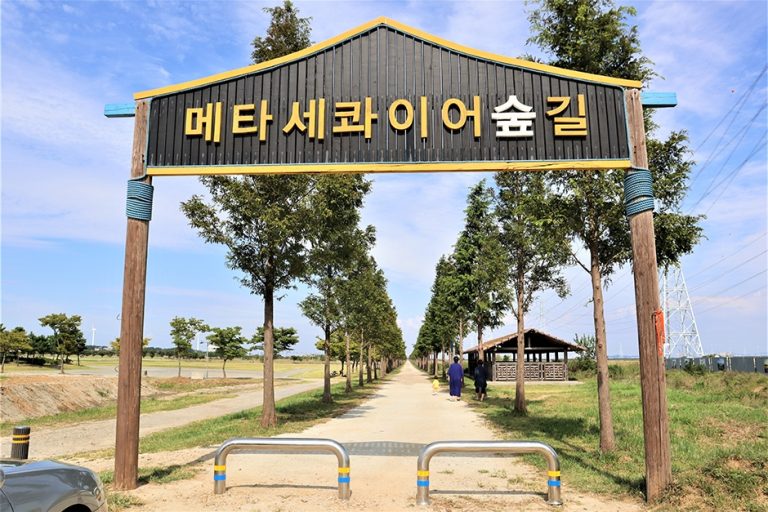 [경기] 대부도 메타세콰이어길