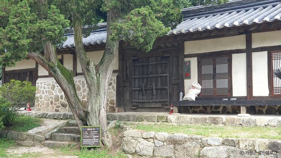 가평_가평 연하리향나무 (1)