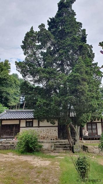 가평_가평 연하리향나무 (5)