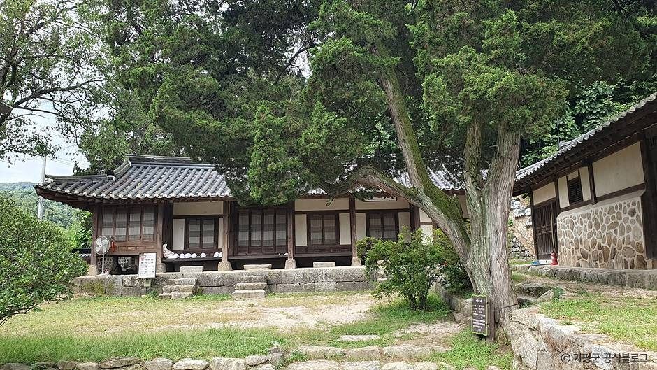 가평_가평 연하리향나무 (6)