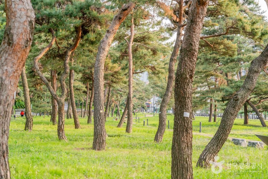 수원_노송지대 (5)