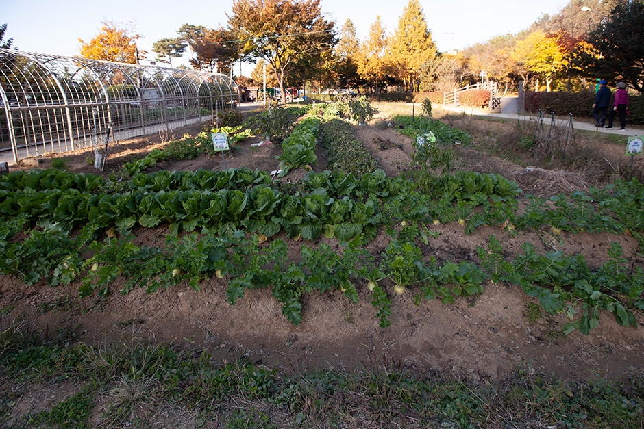 경기도_고양시_대화농업체험공원_농작물