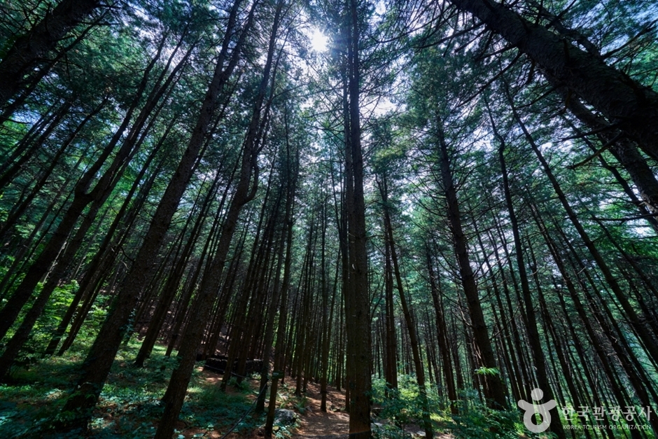 경기_가평_더스테이힐링파크 (11)