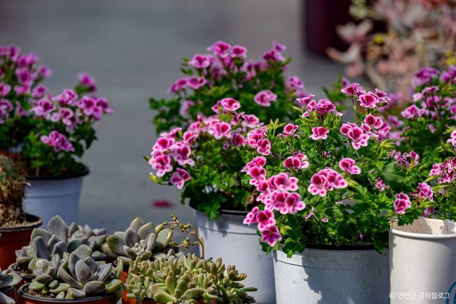 연천_들꽃가람농장 (3) ⓒ 연천군 공식블로그