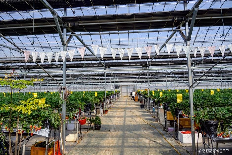 연천_들꽃가람농장 (5) ⓒ 연천군 공식블로그