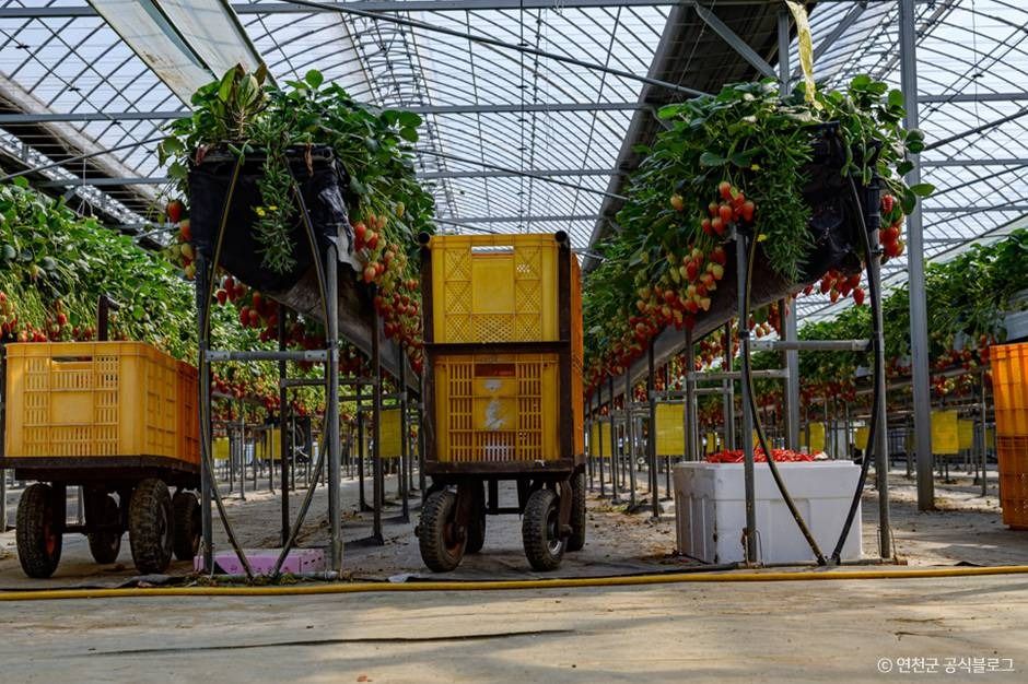 연천_들꽃가람농장 (6) ⓒ 연천군 공식블로그
