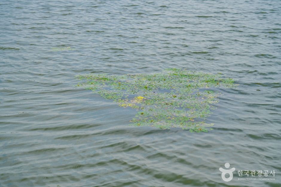 화성_분지섬저수지 (1)