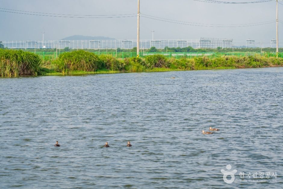 화성_분지섬저수지 (6)