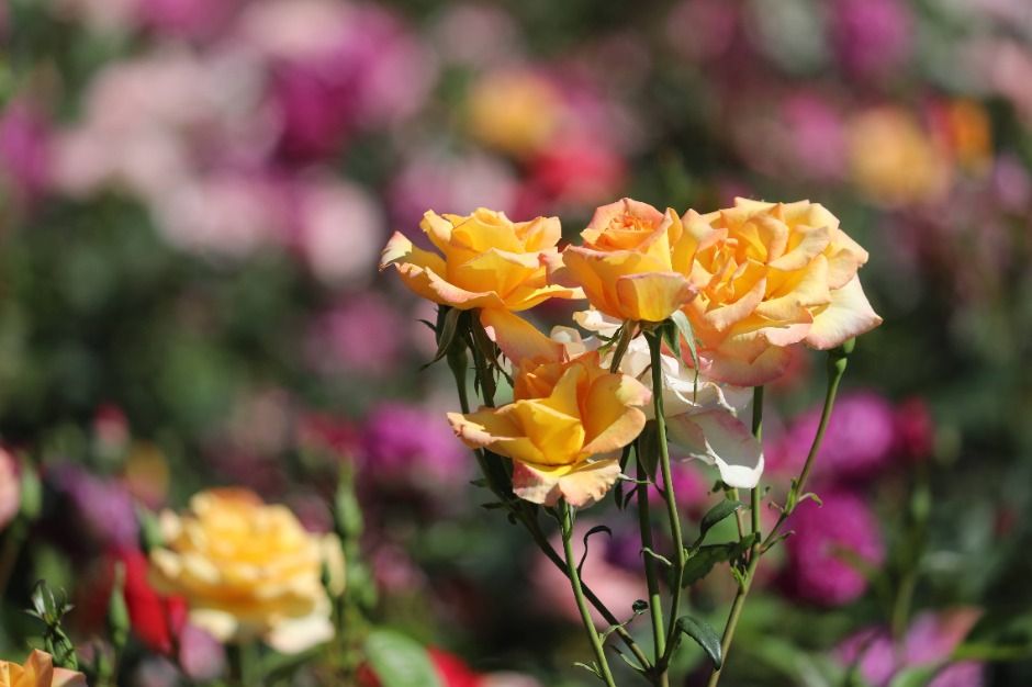 과천_서울대공원 (13)