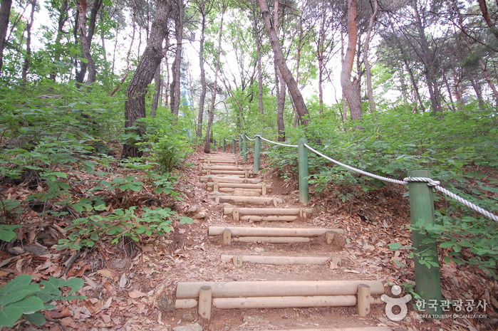 경기도 과천시 서울대공원 산림욕장06