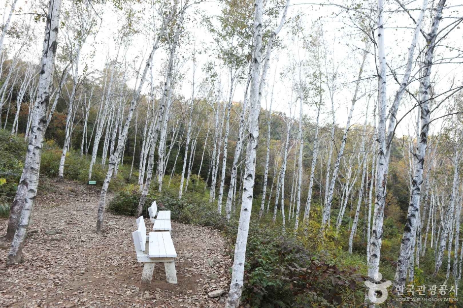 양평_서후리숲 (9)