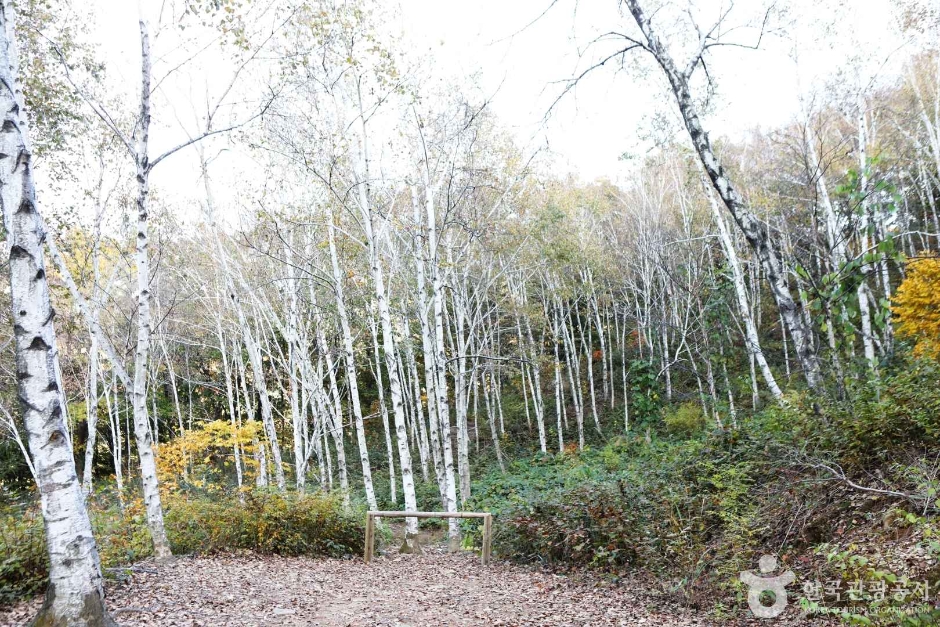 양평_서후리숲 (11)