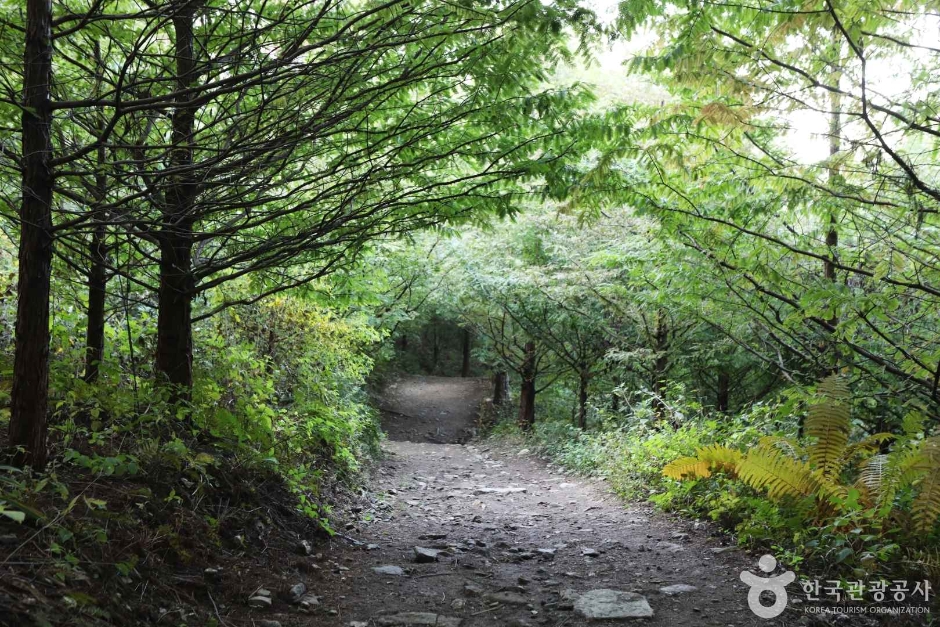 양평_서후리숲 (14)