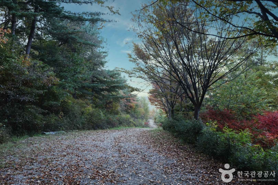 양평_서후리숲 (15)